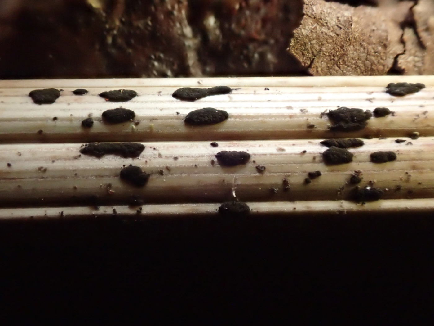 Photo © Sarah Ebdon Arthrinium sporophleum by Sarah Ebdon